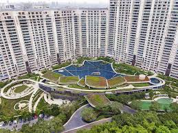 DLF Camellias